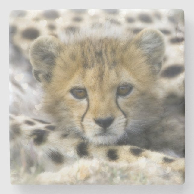 Cheetah Unge Underlägg Sten (Framsidan)