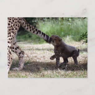 Cheetah unge vykort