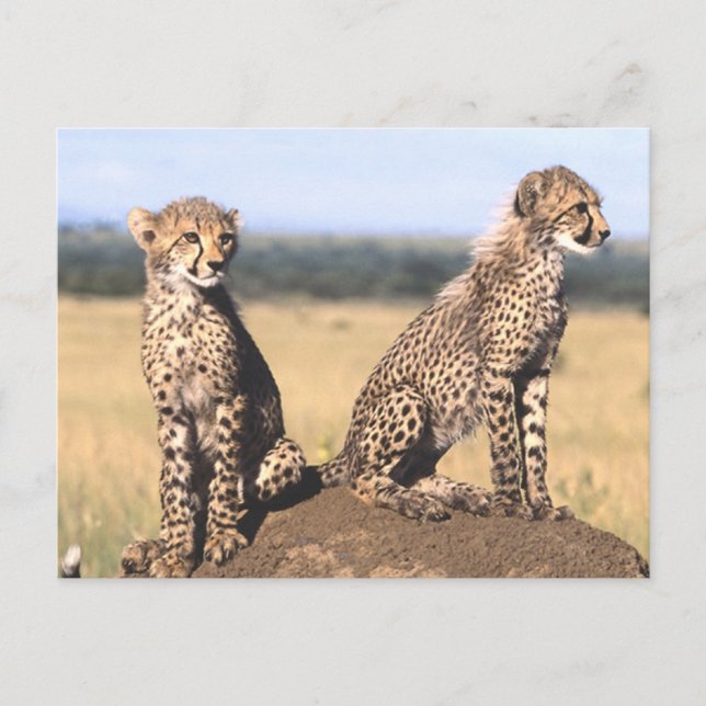 Cheetah Unge Vykort (Framsida)