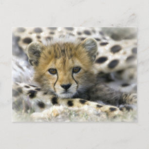 Cheetah Unge Vykort