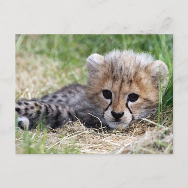 Cheetah unge vykort (Framsida)