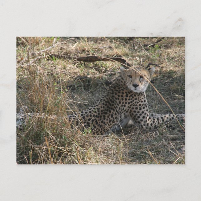 cheetah-utseende vykort (Framsida)