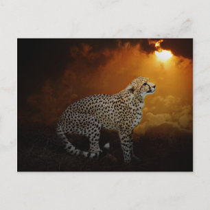 Cheetah vilar vid sunset vykort