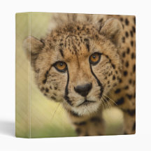 Cheetah - Vild Animal 3 Ring Binder
