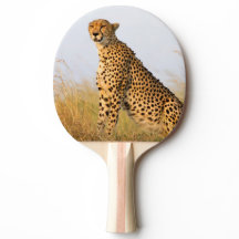 Cheetah vild animal Big Cat