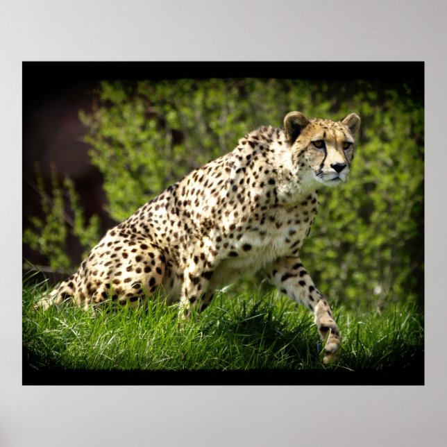 Cheetah Vild katt Animal-Älskare Wildlife Poster (Framsidan)