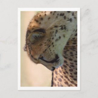 Cheetah Vykort