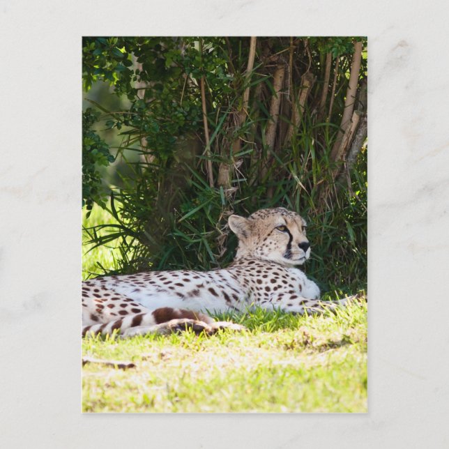 Cheetah Vykort (Framsida)