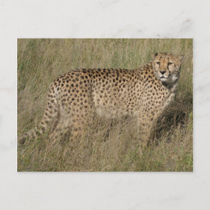 Cheetah Vykort