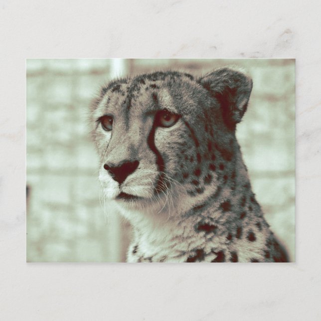cheetah vykort (Framsida)