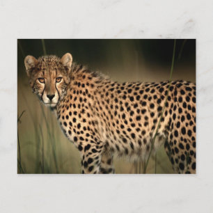 Cheetah Vykort