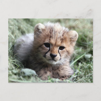 Cheetah Vykort