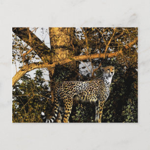 cheetah vykort