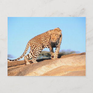 Cheetah Vykort