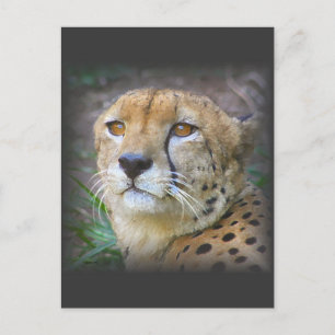 cheetah vykort