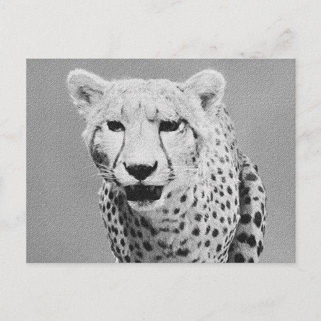 Cheetah Vykort (Framsida)