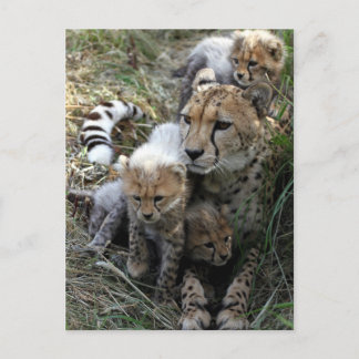 Cheetah Vykort