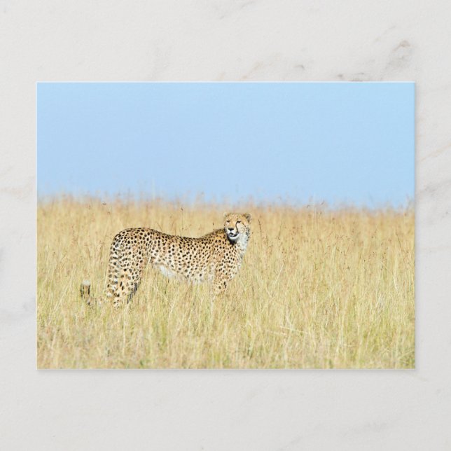 Cheetah Vykort (Framsida)