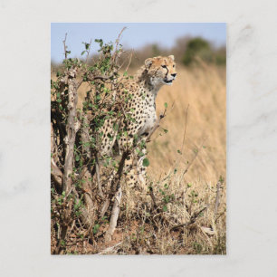Cheetah Vykort
