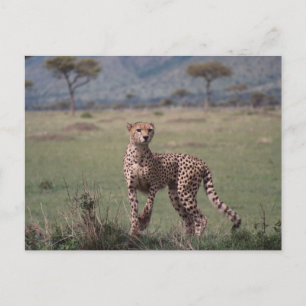 Cheetah Vykort