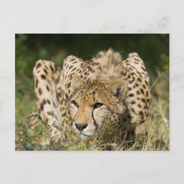 Cheetah Vykort (Framsida)