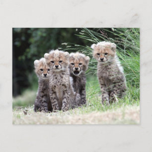 Cheetah Vykort