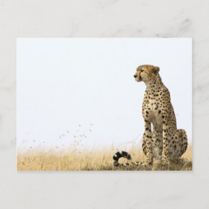 Cheetah Vykort