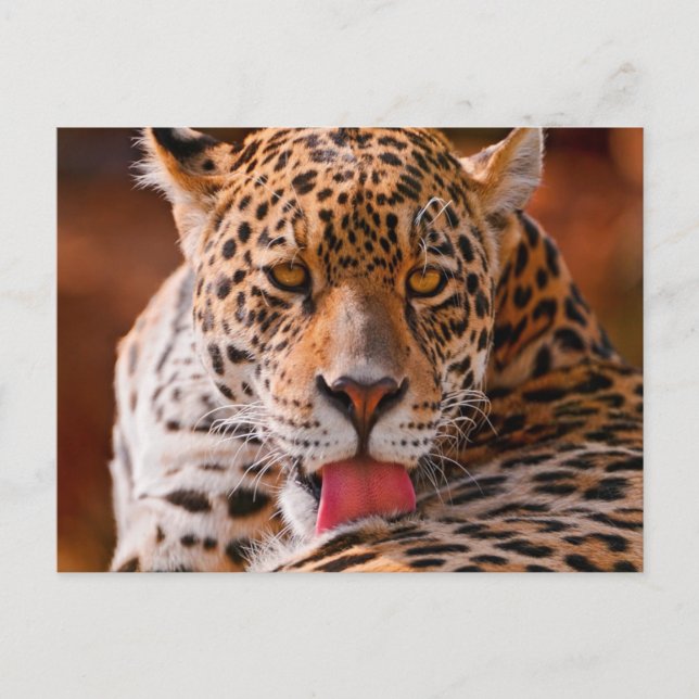 Cheetah Vykort (Framsida)