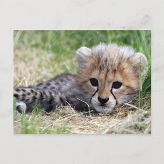 Cheetah Vykort