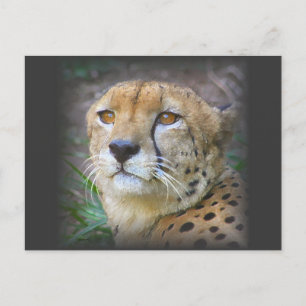 cheetah vykort
