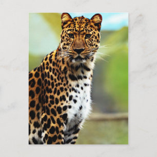 Cheetah Vykort