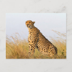 Cheetah Vykort
