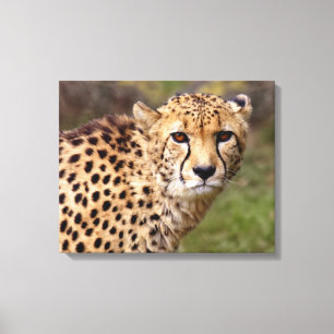 Cheetah Wrapped Canvas Skriv ut
