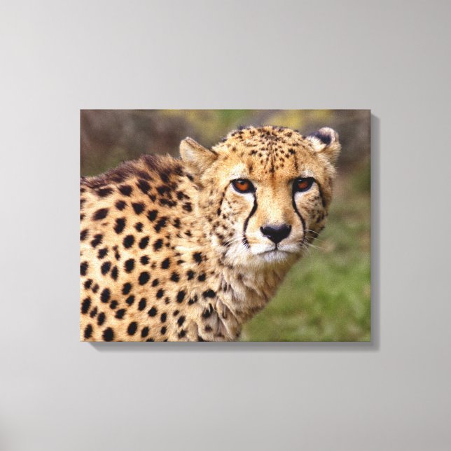 Cheetah Wrapped Canvas Skriv ut (Framsida)