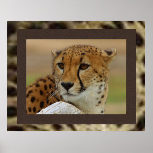 Cheetahaffisch Poster
