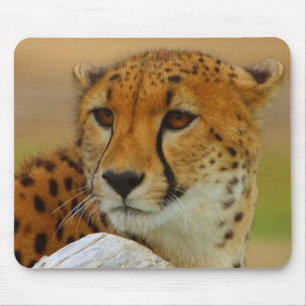 Cheetahansiktedjurliv Mousepad Musmatta