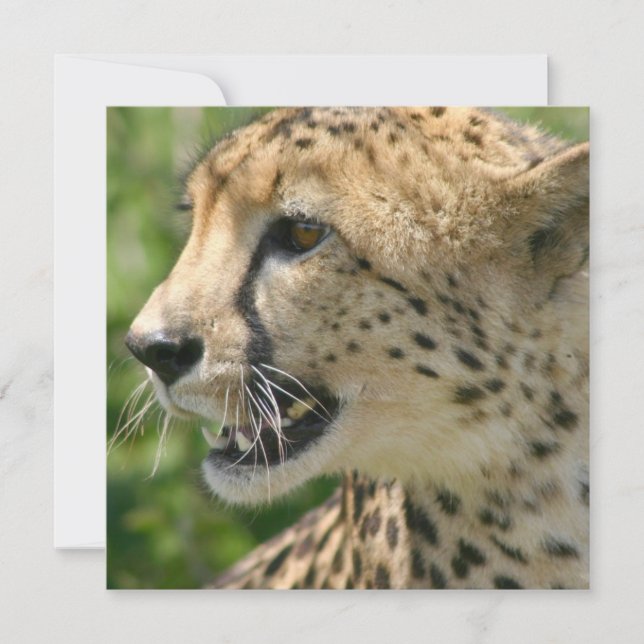 Cheetahattackinbjudan Inbjudningar (Framsida)