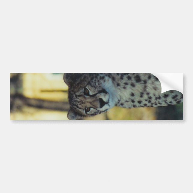 Cheetahbildekal Bildekal (Framsidan)
