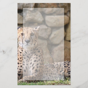 Cheetahbrevpapper Brevpapper