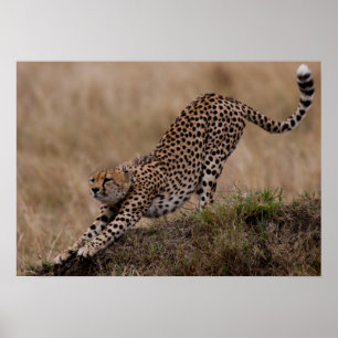Cheetahelasticitet Poster