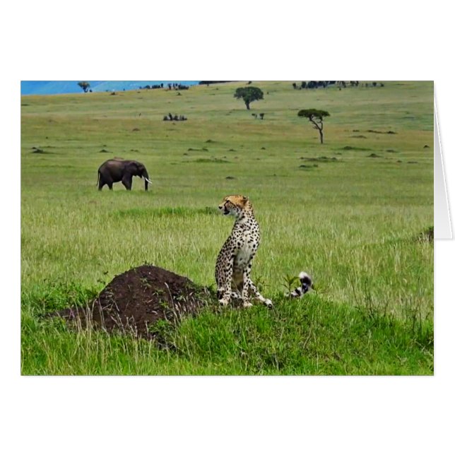 Cheetahelefant OBS Kort (Framsidan Horizontal)