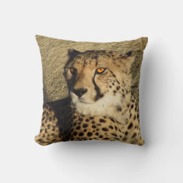 Cheetahen Kudde