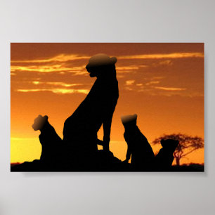 Cheetahfamilj Poster