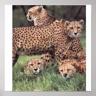 Cheetahfamilj Poster