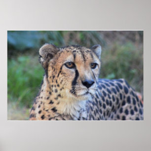 Cheetahfoto Poster