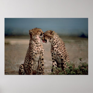 Cheetahkärlek Poster