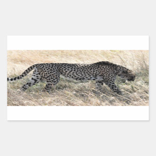 Cheetahklistermärke 1 rektangulärt klistermärke