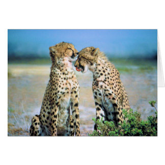 Cheetahkyssar Hälsningskort