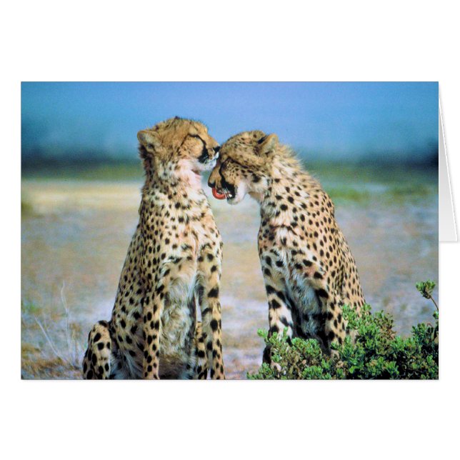 Cheetahkyssar Hälsningskort (Framsidan Horizontal)