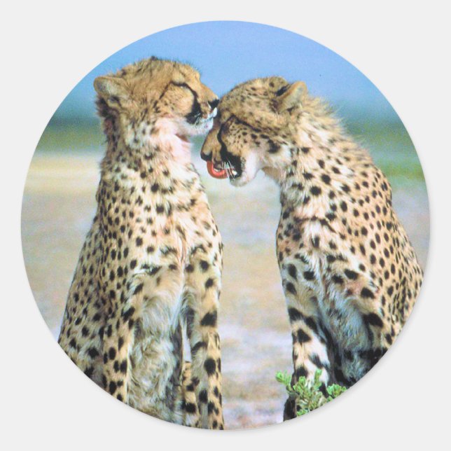 Cheetahkyssar Runt Klistermärke (Framsida)